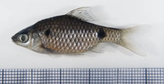 Preserved adult male from the aquarium trade.