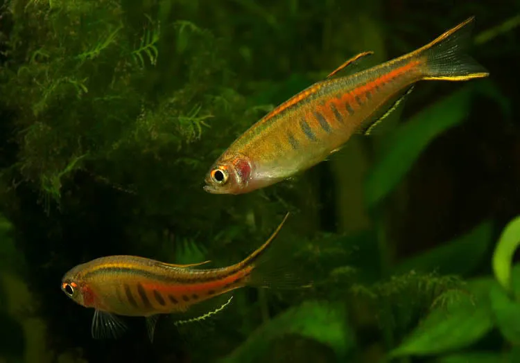 Adult males will often be seen sparring...