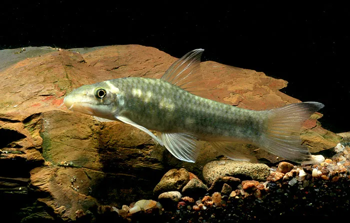 Cá Garra rakhinica, Garra rakhinica
