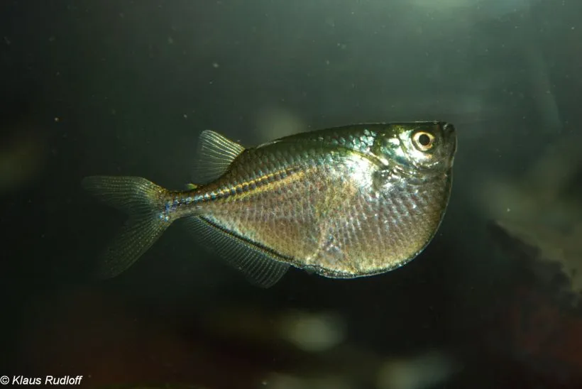 Cá rìu thường, Gasteropelecus sternicla