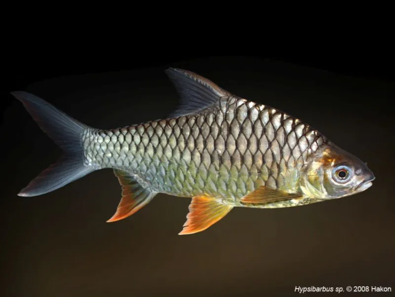 Cá hypsibarbus wetmorei, Hypsibarbus wetmorei