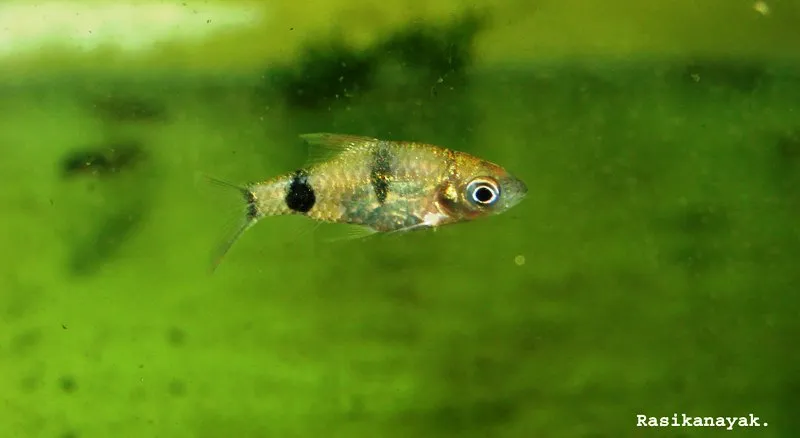 Juvenile specimen collected in the Bhadra River basin.