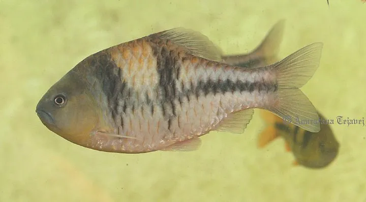 Adult male specimen.