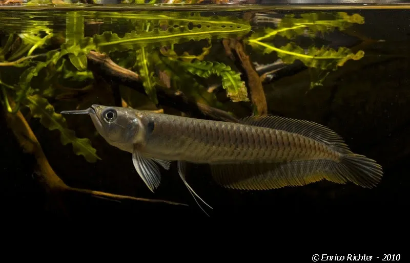 Juvenile specimen; this species is typically sold for aquaria at a size of 150 - 300 mm.