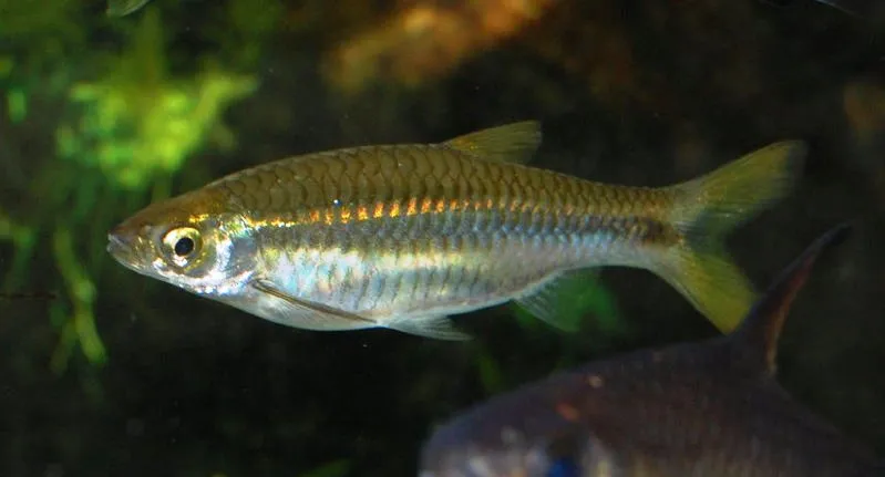 Adult female...
