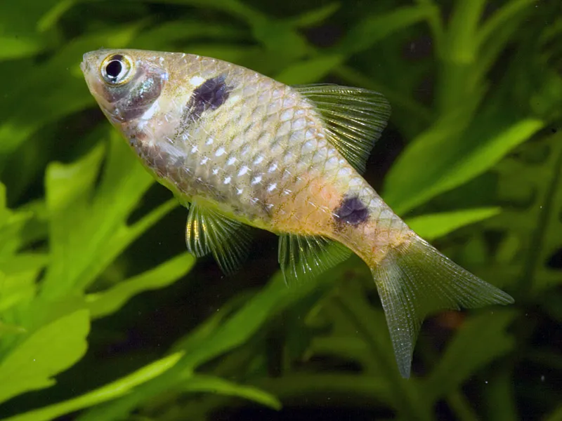 Another possible female..