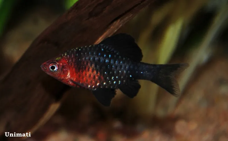 Cá ruby đen, Pethia nigrofasciata