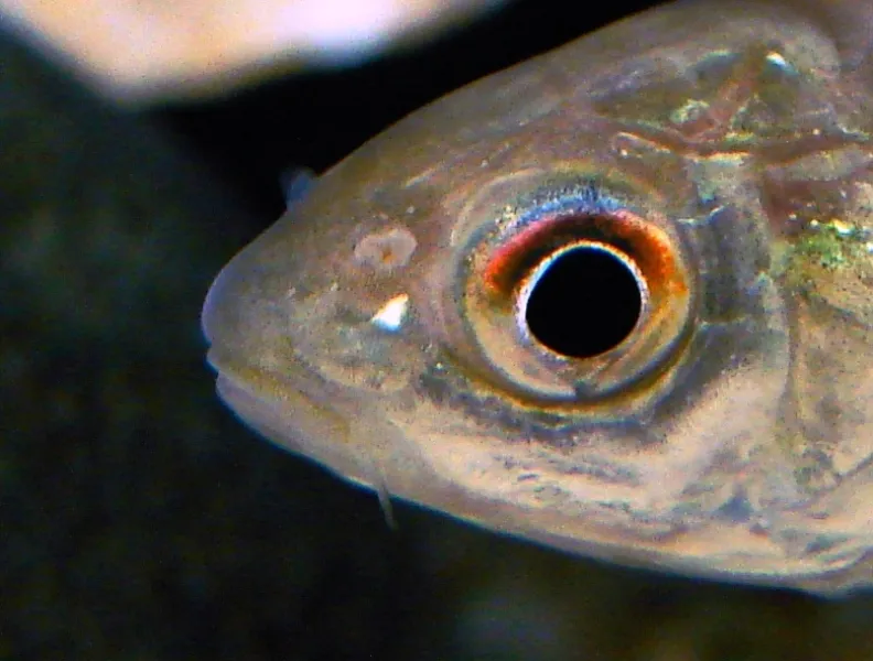 Head detail.