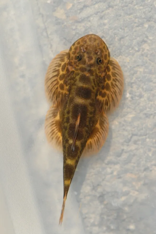 Dorsal view - the darker markings tend to vary in distribution and arrangement between specimens.