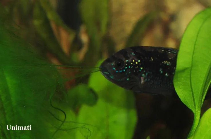 Young individual feeding on filamentous algae.