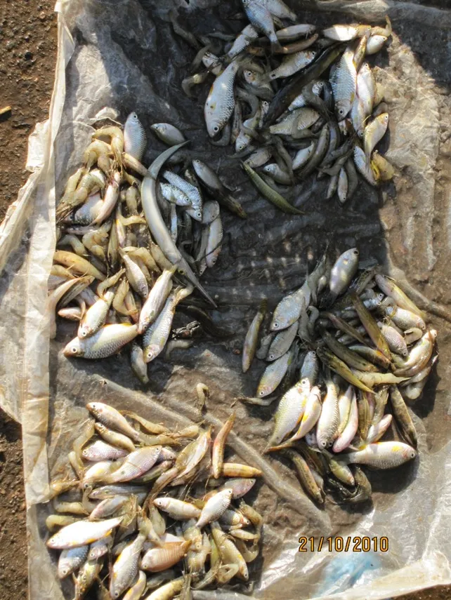 Collection of fishes from the habitat in the previous image.