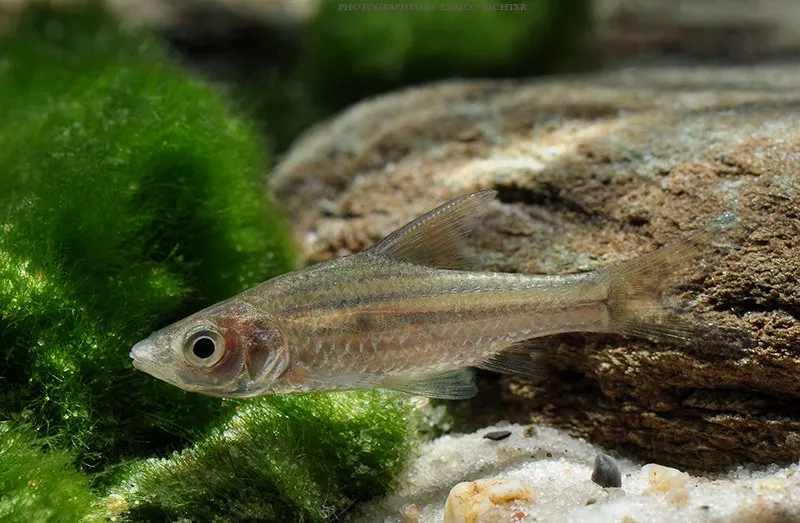 Cá barb sọc dọc, Striuntius lineatus