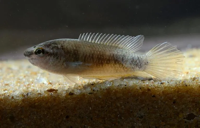 Specimen from Bhawanipatna, Kalahandi, Odisha state, India.