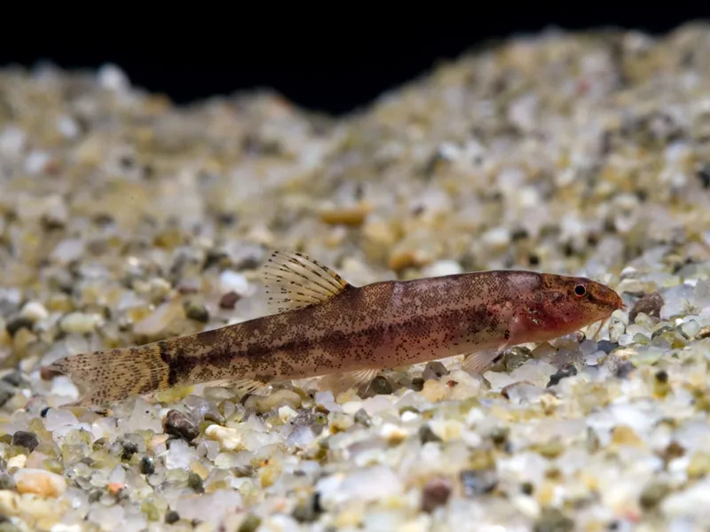 Cá chạch Lepidocephalichthys furcatus, Lepidocephalichthys furcatus