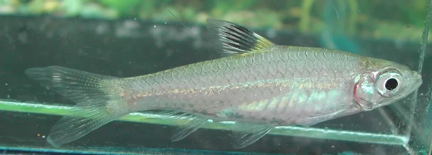 B. cheeya looks superficially similar to B. dorsiocellata but is a considerably larger fish...