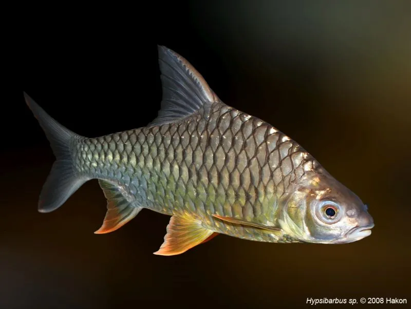 This species has orange to red pectoral, pelvic, and anal fins.