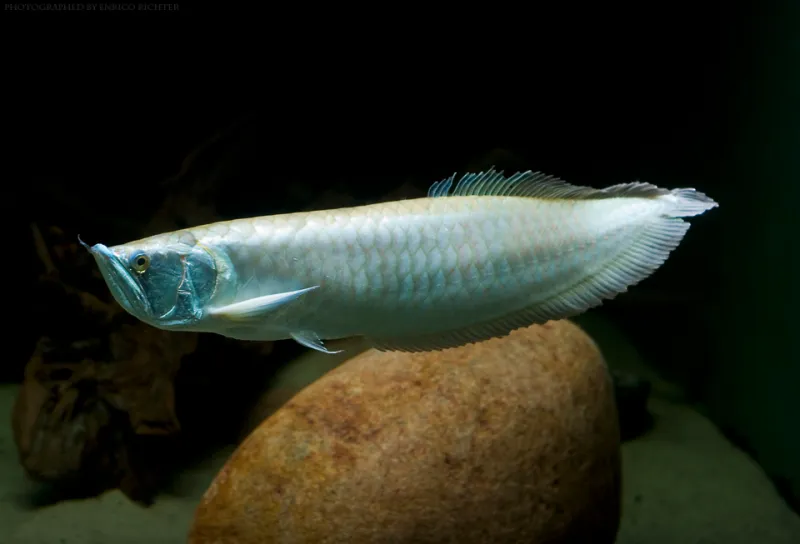 Cá rồng bạc, Osteoglossum bicirrhosum