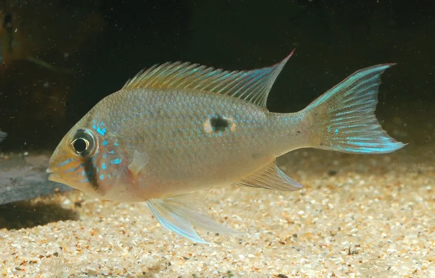 Subadult from the U.K aquarium trade..