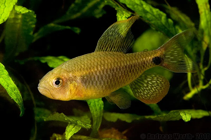 Cá tetra vây buồm, Crenuchus spilurus