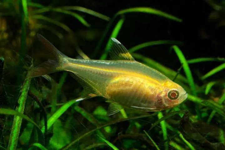 Cá tetra tia X, Pristella maxillaris