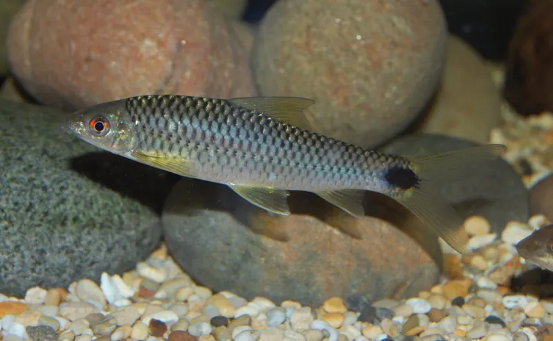 Cá bám rêu lưới, Crossocheilus reticulatus