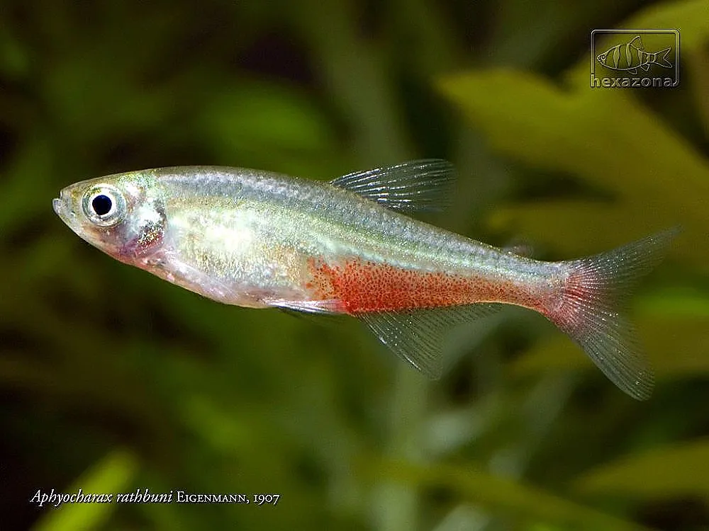 Cá tetra lửa xanh, Aphyocharax rathbuni
