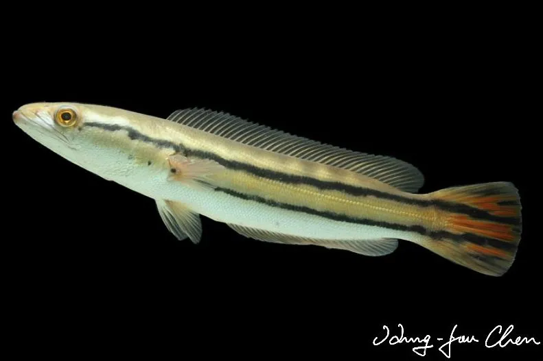 Older juvenile.
