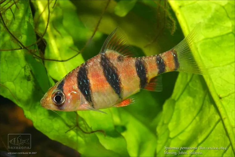 Cá barb năm vạch, Desmopuntius pentazona