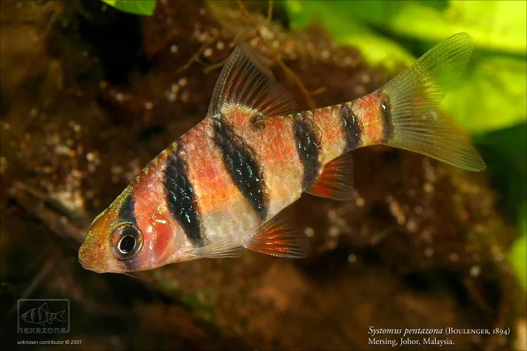 This individual displays the dark marking below the posterior base of the dorsal-fin which is characteristic of P. pentazona, but was apparentl collected in Johor state, Peninsular Malaysia which is o
