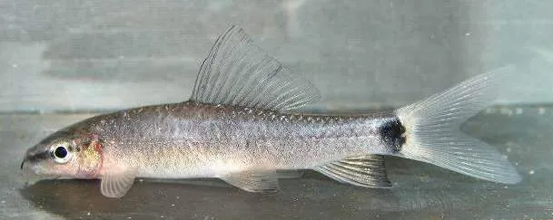 This unidentified, white-finned individual is possibly a sport of E. frenatum.