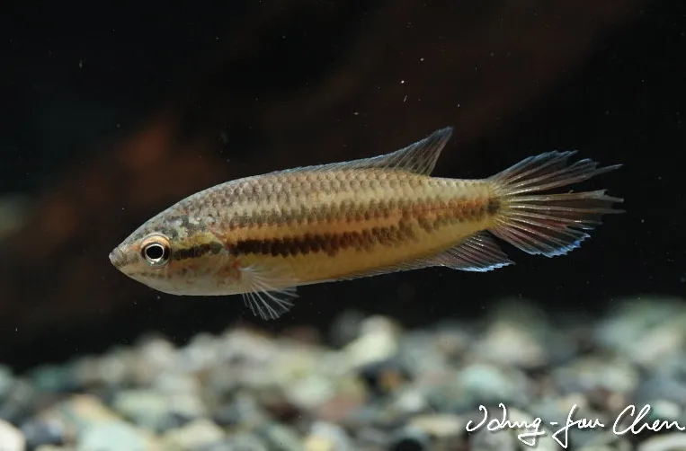Specimen with damaged caudal fin.