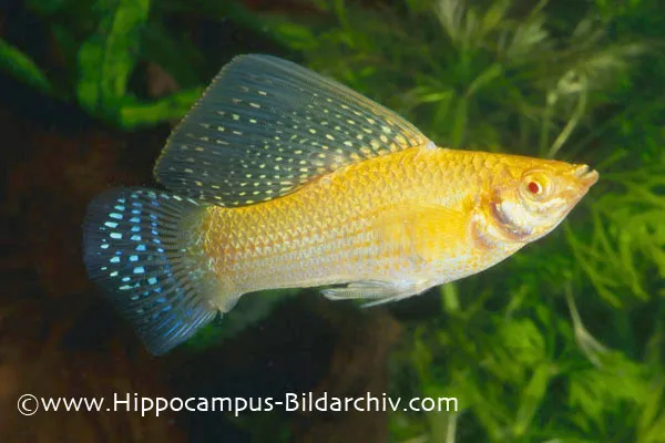 Cá molly buồm khổng lồ, Poecilia velifera