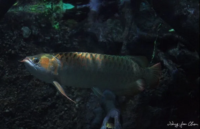 Adult individual of the 'super red' form.