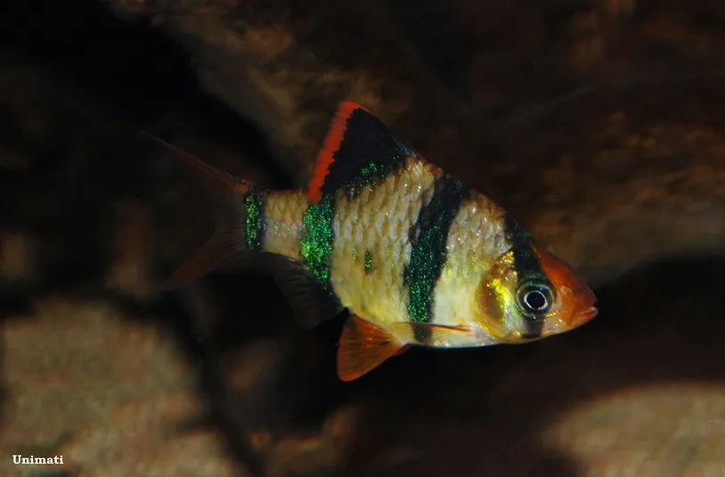 Adult male specimen from the Danish aquarium trade; commercial strain.