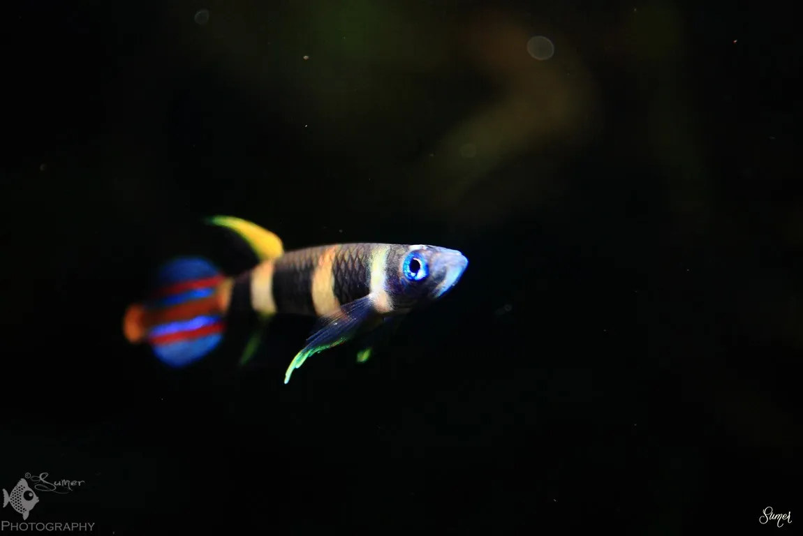 This species typically possesses a bright blue eye.
