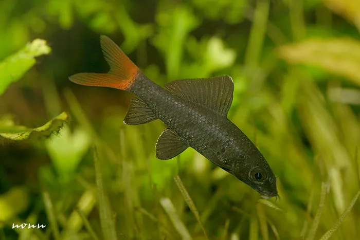 Juvenile individual; this is the size at which the species is most often seen on sale in the aquarium trade.