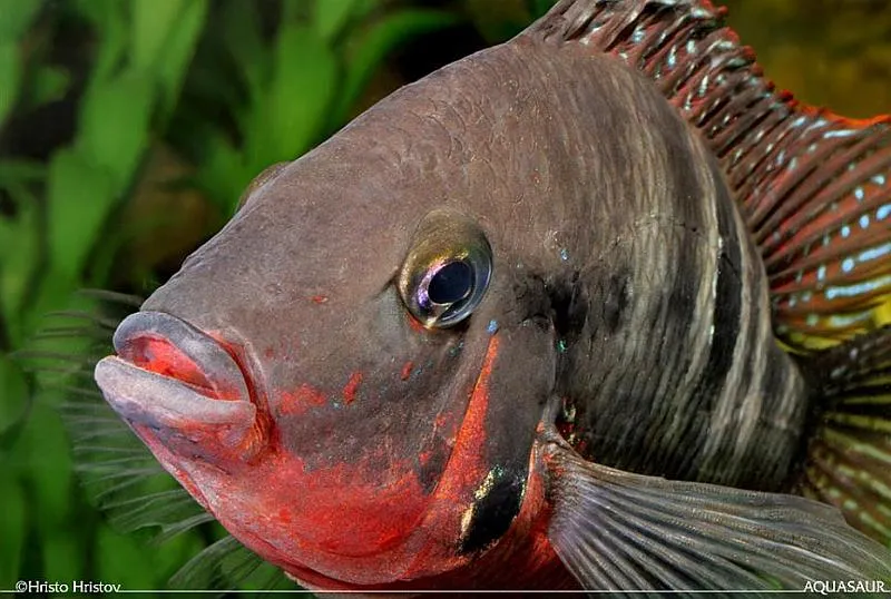 Head detail.