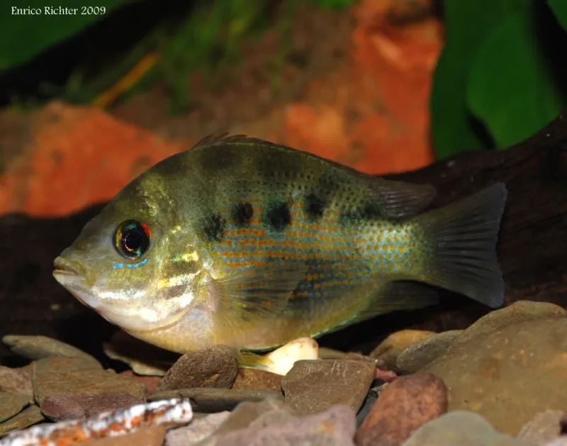 Wild specimen from the German aquarium trade displaying stress colour pattern.