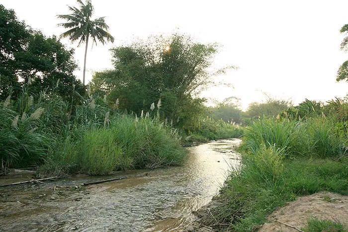 Habitat in Surathani province, southern Thailand.