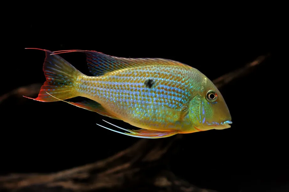 Cá ăn đất neambi, Geophagus neambi
