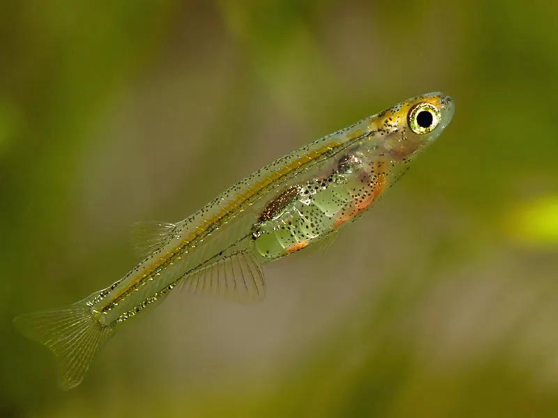 Adult female with eggs clearly visible within the body cavity.
