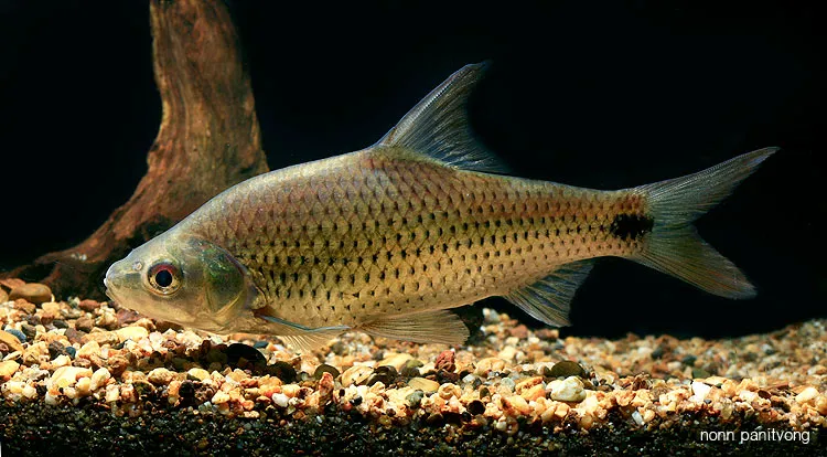 Cá Cyclocheilichthys armatus, Cyclocheilichthys armatus