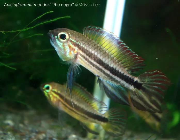 Cá cichlid lùn Apistogramma mendezi, Apistogramma mendezi