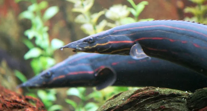 Cá chạch lửa, Mastacembelus erythrotaenia