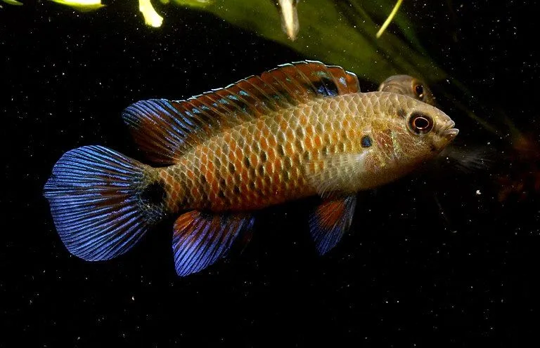 Cá badis, Badis badis