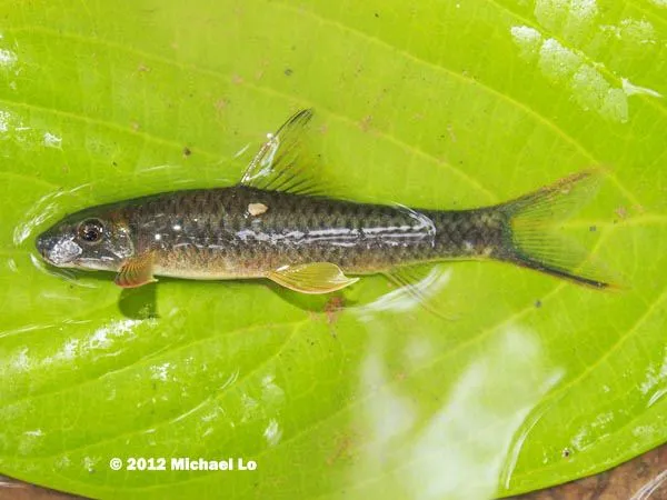 Cá Garra Borneo, Garra borneensis