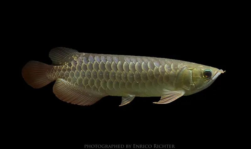 Cá rồng châu Á, Scleropages formosus