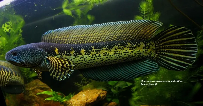 Cá lóc cam đốm, Channa aurantimaculata