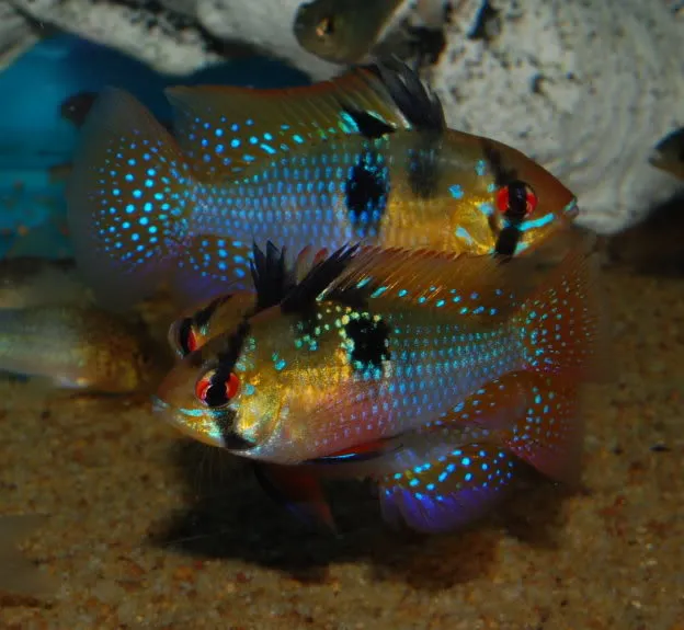 Adult pair in courtship display; female at front, two competing males behind.
