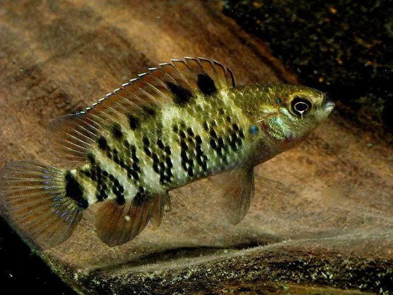 Specimen from Kokrajhar district, Assam state, northern India. This population has appeared in the ornamental trade as B. sp. 'fat face.